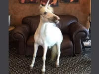 Stute, Miniature horse — Foto 1