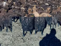 绵羊（批次，未指定性别）, Karachay sheep — 照片 6