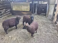 نعجة, Southdown sheep — الصورة 2