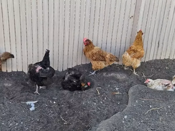 gallina danesa