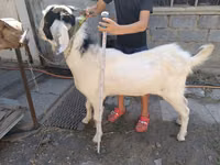 Ziegenbock, Nubian Goat — Foto 2