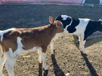 Toro, Russian Black pied cattle — foto 3