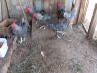 Gallina eslovena barrada — foto 2
