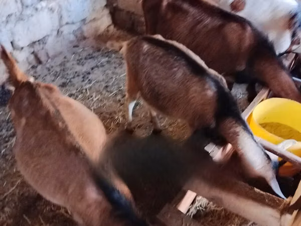 Ziegen (Partie, Geschlecht nicht angegeben), Alpine goat