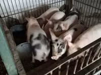 Pigs (batch, sex not specified), Pigs — photo 1
