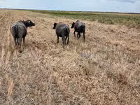 Cow, African Buffalo — photo 4
