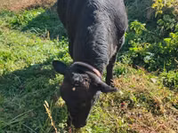 母牛, Aberdeen-Angus — 照片 1