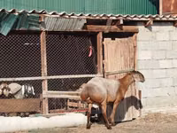كبش, Edilbay sheep — الصورة 1