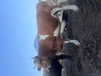 Bull, Latvian Blue cattle — photo 3