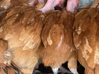 Chickens — photo 2
