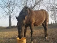Horse (M), Hucul pony — photo 2