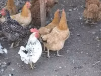 Chickens — photo 5