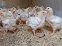 Chickens — photo 1