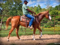 公马, American paint horse — 照片 5