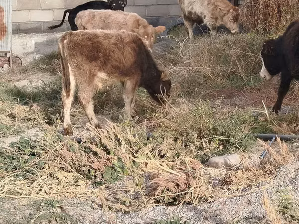 Бык, Коровы