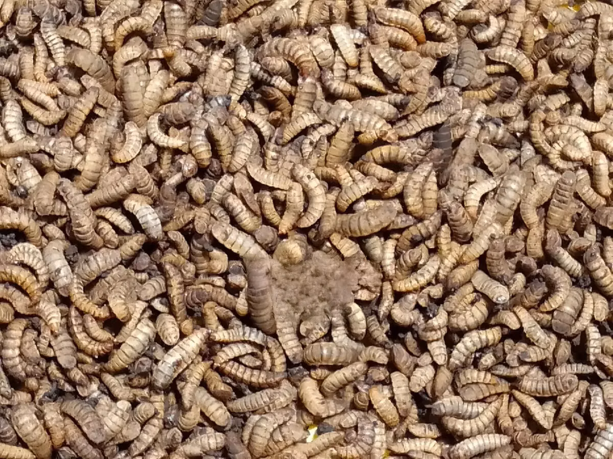Black Soldier Fly Larvae