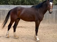 Horse (M), Clydesdale — photo 3