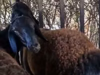 كبش, Kazakh fat-tailed coarsewool sheep — الصورة 2