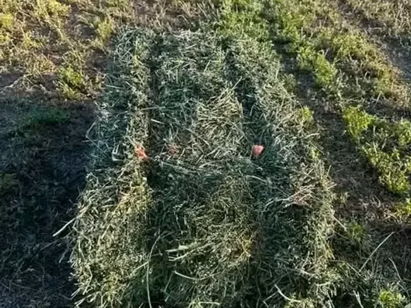 Lucerne/Alfalfa Hay