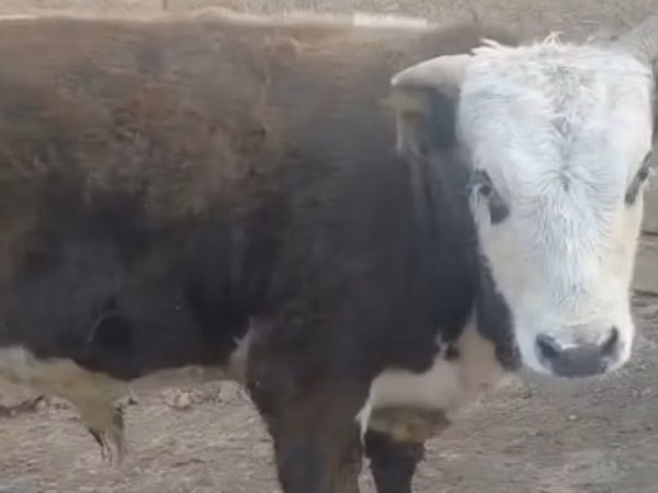 Vaca, Latvian Blue cattle