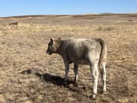 Cow, Auliekol breed — photo 1