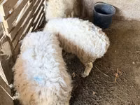 Ram, Sheep — photo 2