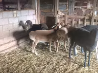 Schaf, Tian-Shan semifinewool sheep — Foto 4