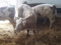 Bull, Limousin cow — photo 5