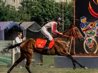 Stute, Arabian horse — Foto 2