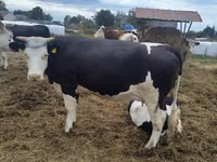 Vaca, Raza Holstein — foto 1