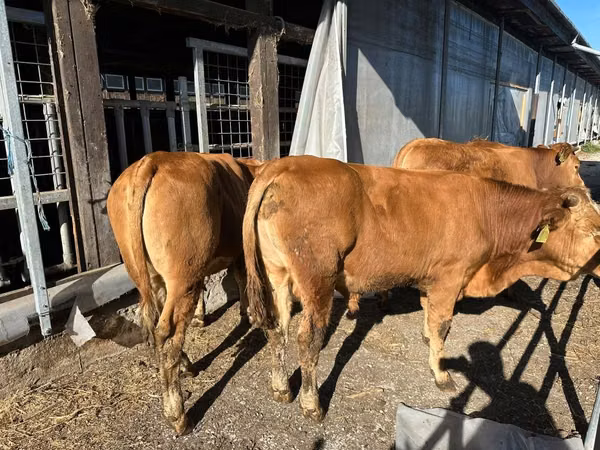 Bulle, Limousin-Kuh