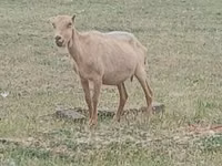 Billy Goat, Alpine goat — photo 1