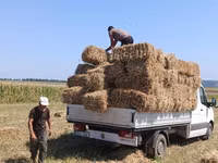 Baloți de lucernă — Foto 4