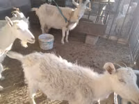 Goat, Russian White goat — photo 2