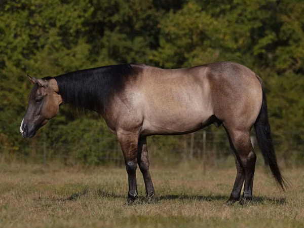 Horse (M), Quarter Horse