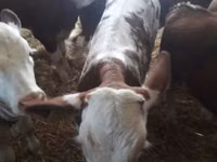 Bull, Limousin cow — photo 8