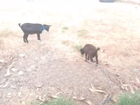 عنزة, American pygmy goats — الصورة 3