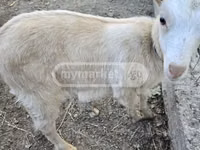 Goat, Megrelian goat — photo 3