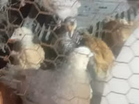 Chickens — Foto 2