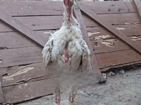 Chickens — photo 1