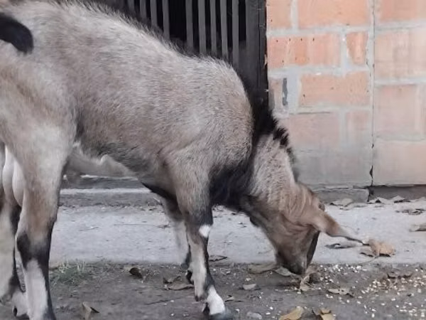Ziegenbock, Nubian Goat