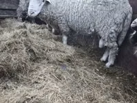 كبش, الأغنام — الصورة 5