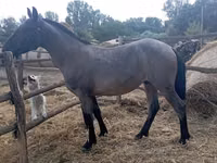 Horse (M), Horses — photo 2