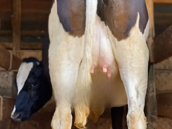 Cow, Holstein breed