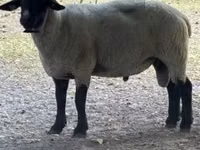 Widder, White Suffolk sheep — Foto 1