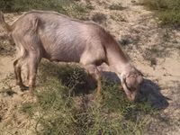 Billy Goat, Goats — photo 2