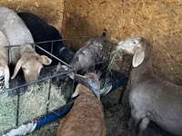 Schaf, Arashan sheep — Foto 2