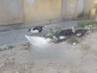 Ducks — photo 2