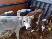 सांड, Simmental cattle — फ़ोटो 3