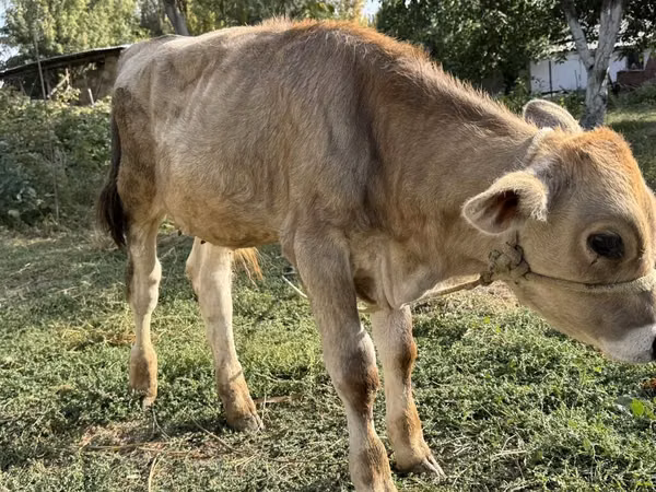 ثور, Swiss cattle